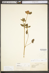 Trifolium pratense