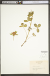 Trifolium pratense