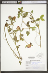 Trifolium pratense