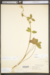 Trifolium pratense