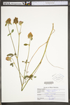 Trifolium pratense