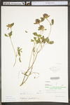 Trifolium pratense