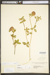 Trifolium pratense