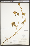 Trifolium pratense