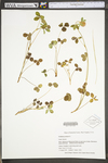 Trifolium pratense