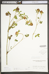 Trifolium pratense