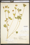 Trifolium pratense