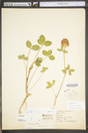 Trifolium pratense