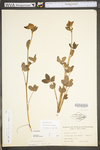 Trifolium pratense