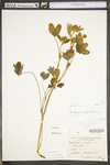 Trifolium pratense