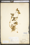 Trifolium pratense