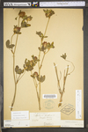 Trifolium pratense