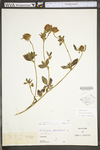 Trifolium pratense