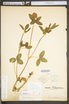 Trifolium pratense