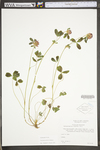 Trifolium pratense