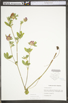 Trifolium pratense