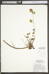 Trifolium pratense