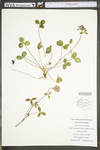 Trifolium pratense