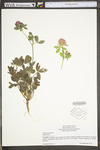 Trifolium pratense