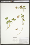 Trifolium pratense