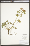 Trifolium pratense