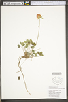 Trifolium pratense