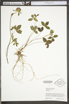 Trifolium pratense