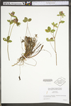 Trifolium pratense