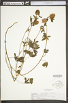 Trifolium pratense