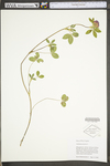 Trifolium pratense