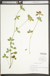 Trifolium pratense