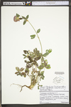 Trifolium pratense