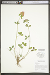 Trifolium pratense