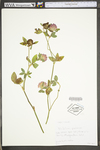 Trifolium pratense