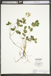 Trifolium pratense