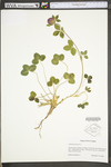 Trifolium pratense