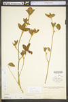 Trifolium pratense