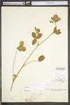 Trifolium pratense