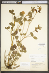 Trifolium pratense