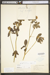 Trifolium pratense