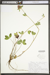 Trifolium pratense