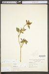 Trifolium pratense