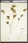 Trifolium pratense