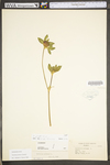 Trifolium pratense