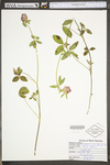 Trifolium pratense