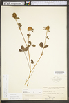 Trifolium pratense