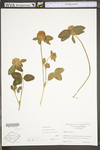 Trifolium pratense