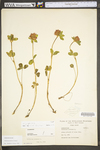 Trifolium pratense