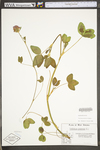 Trifolium pratense