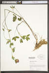 Trifolium pratense